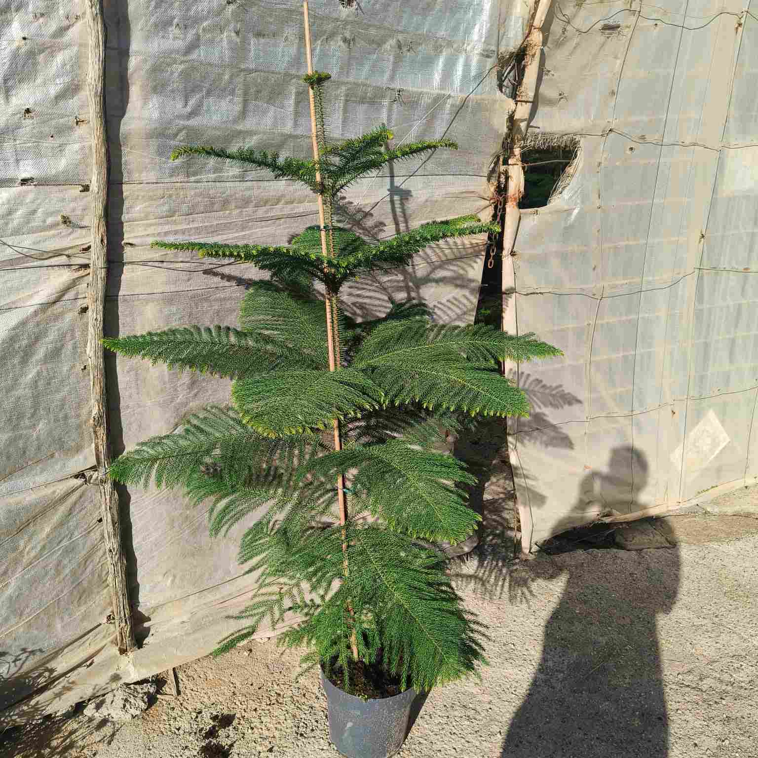 ARAUCARIA C 27